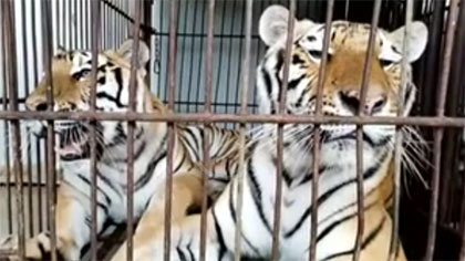 專家分析：老虎咬死飼養(yǎng)員事件 暴露哪些問(wèn)題？