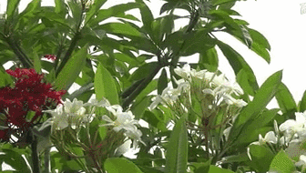 云南西雙版納：雞蛋花盛開(kāi)！帶你看看一樹(shù)多花的奇觀