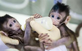 重大突破！兩只克隆猴在中國誕生